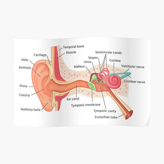 Discover Ear Anatomy Chart Premium Matte Vertical Poster