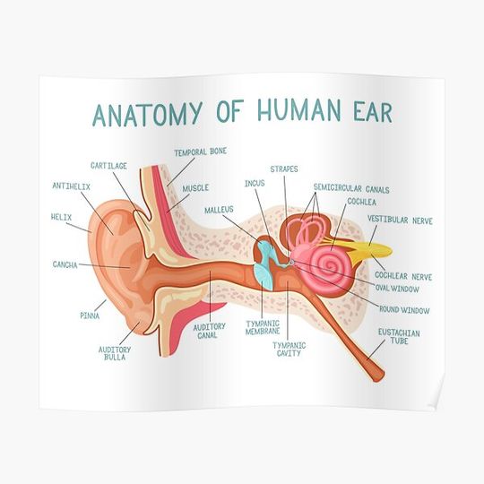 Discover Anatomy Of Human Ear Chart Premium Matte Vertical Poster