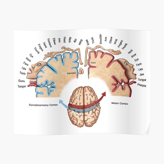 Discover Cortical Homunculus Illustration Premium Matte Vertical Poster