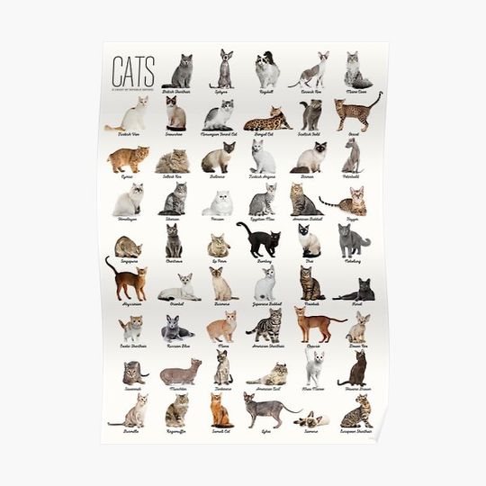 Discover Cat Breeds Premium Matte Vertical Poster