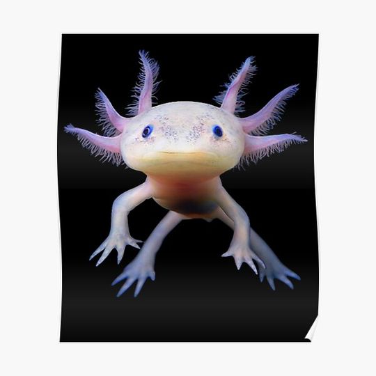 Discover Axolotl Mexican Walking Fish Cute Amphibian Axolotl Premium Matte Vertical Poster