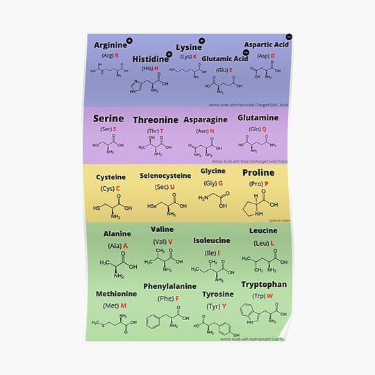 Discover Twenty-One Amino Acids Premium Matte Vertical Poster