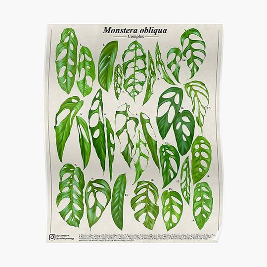 Discover Monstera obliqua complex Premium Matte Vertical Poster