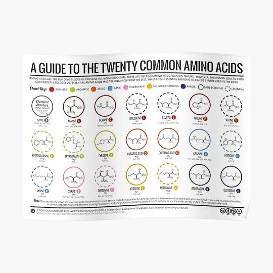 Discover 20 Amino Acids Premium Matte Vertical Poster