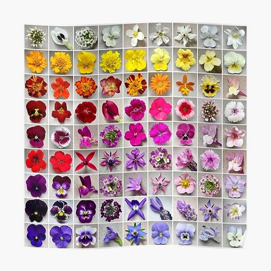 Discover Edible Flower Colour Chart Premium Matte Vertical Poster