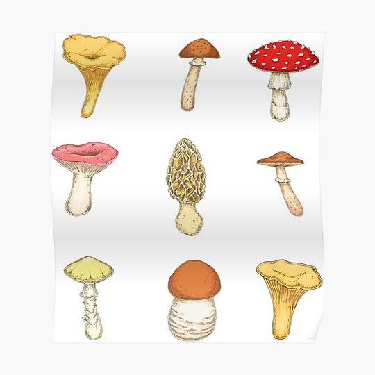 Discover Mushrooms Premium Matte Vertical Poster
