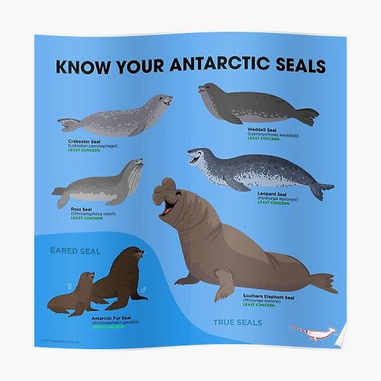 Discover Know Your Antarctic Seals Premium Matte Vertical Poster