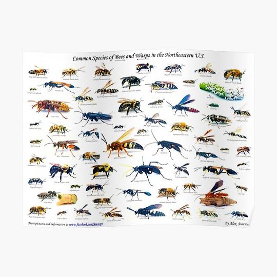 Discover Common Species of Bees and Wasps Chart Premium Matte Vertical Poster