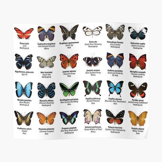 Discover Butterflies of North America Premium Matte Vertical Poster