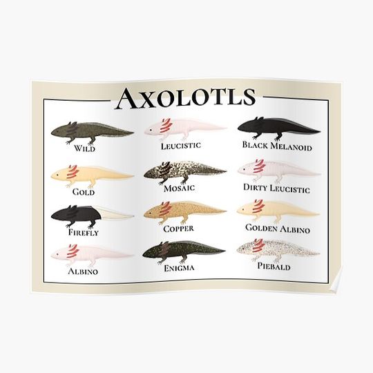 Discover Types Of Axolotl Premium Matte Vertical Poster
