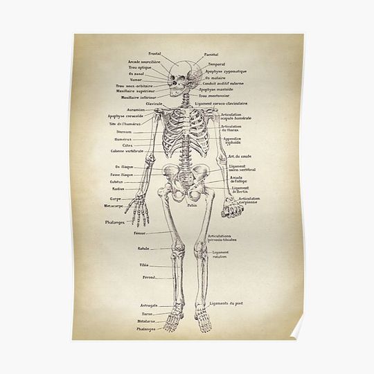 Discover Skeleton, Anatomical drawing. Scientific illustration. Text in French Premium Matte Vertical Poster