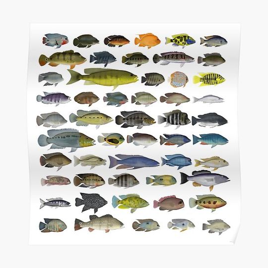Discover Cichlid Group Premium Matte Vertical Poster