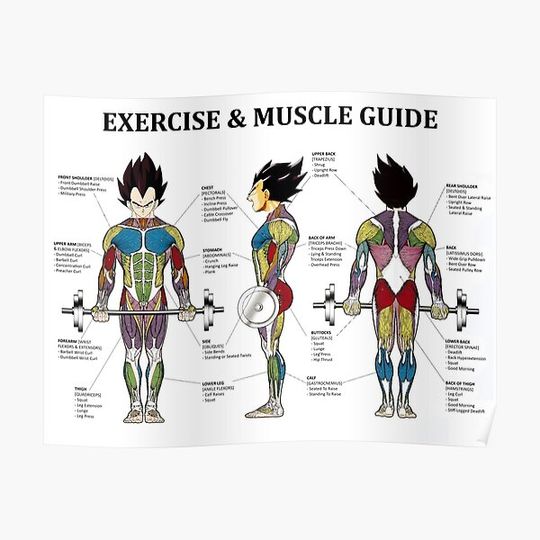 Discover Bodybuilding, Exercise Anatomy Chart, Muscle Diagram, Anime Premium Matte Vertical Poster
