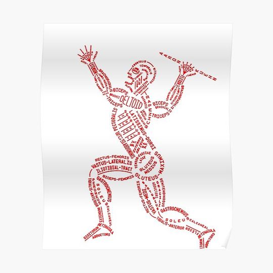 Discover Muscle scheme Latin muscle groups Premium Matte Vertical Poster