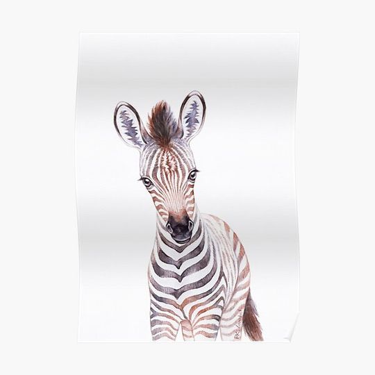 Discover Baby Zebra Premium Matte Vertical Poster
