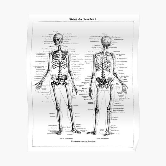 Discover Human Skeleton Labeled Diagram Black White Illustration Premium Matte Vertical Poster