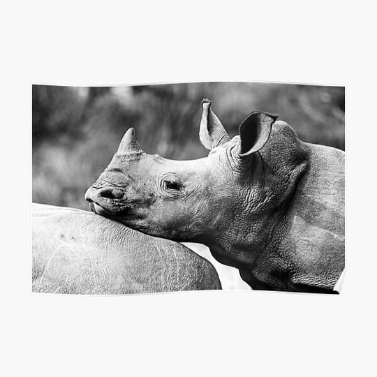 Discover Baby Rhino Portrait Black&White Wildlife Photography Premium Matte Vertical Poster