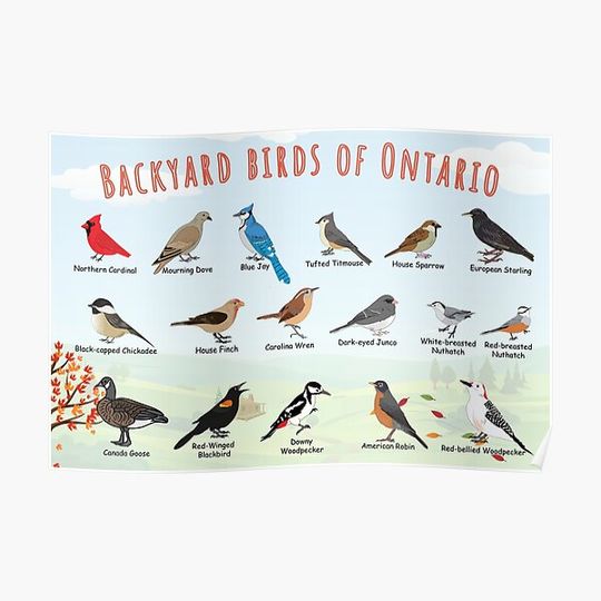 Discover Backyard birds of Ontario Premium Matte Vertical Poster