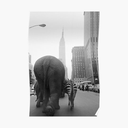 Discover Elephant Zebra Circus 33rd Street, NYC 1968 Shirt Premium Matte Vertical Poster