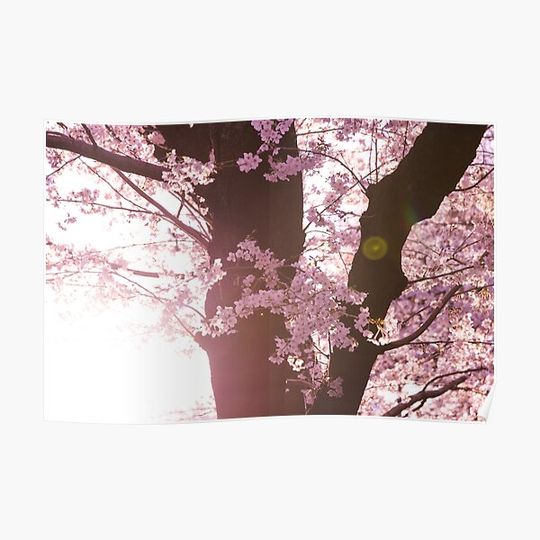 Discover Sunset Sakura Cherry Blossoms in Japan Premium Matte Vertical Poster