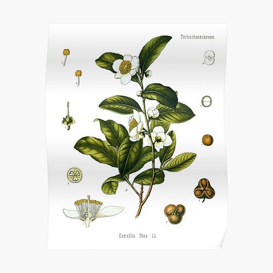 Discover Tea plant biological drawing - Camellia Sinensis Premium Matte Vertical Poster