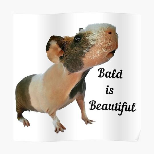 Discover Bald is Beautiful skinny pig Premium Matte Vertical Poster
