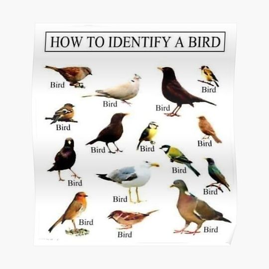 Discover How To Identify A Bird Premium Matte Vertical Poster