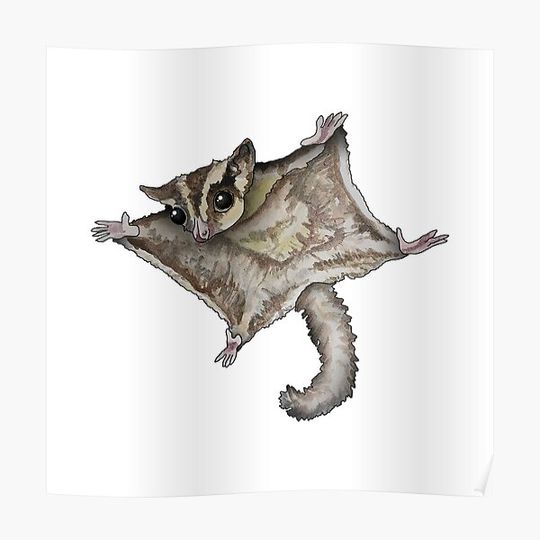 Discover Flying Sugar Glider Premium Matte Vertical Poster