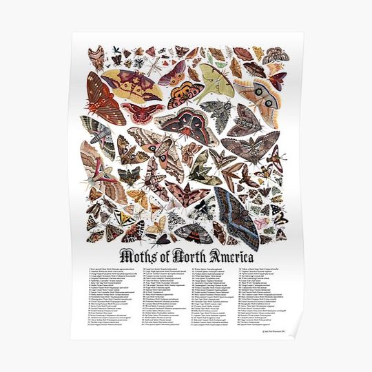 Discover Moths of North America Poster Premium Matte Vertical Poster
