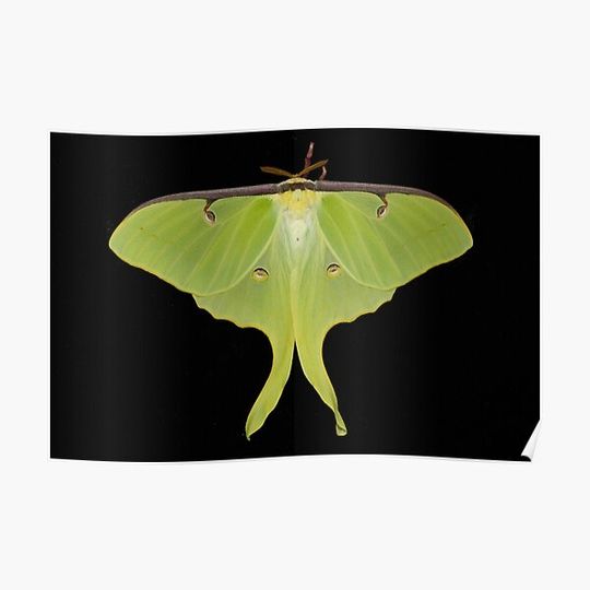 Discover Actias luna moth Premium Matte Vertical Poster