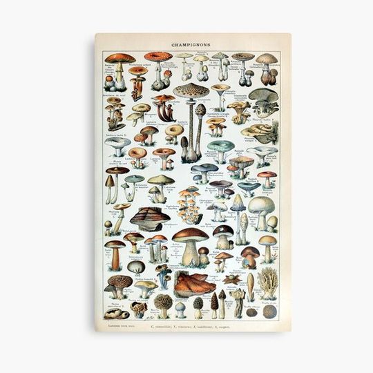 Discover Vintage Edible Mushroom Chart Canvas
