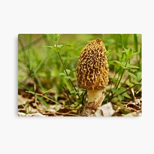 Discover Yellow Morel Mushroom - Morchella esculenta Canvas