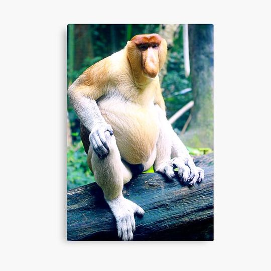 Discover Proboscis Monkey Canvas
