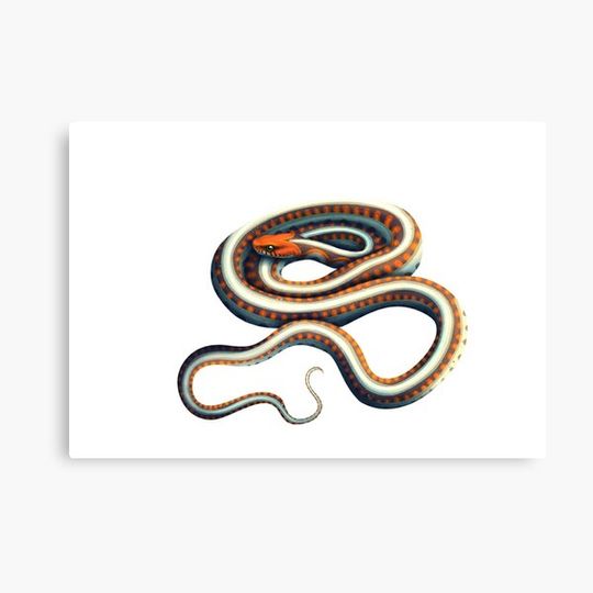 Discover California red-sided garter snake (Thamnophis sirtalis infernalis) Canvas