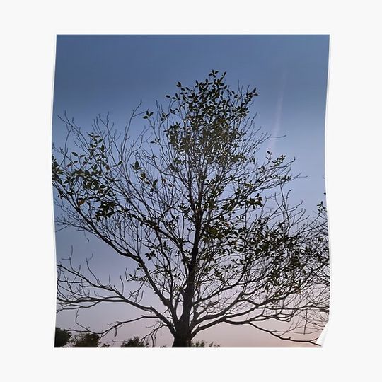 Discover Backlit Tree with Gradient Sky Background Premium Matte Vertical Poster