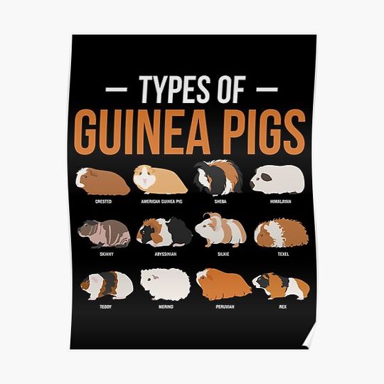 Discover Types Of Guinea Pigs Premium Matte Vertical Poster