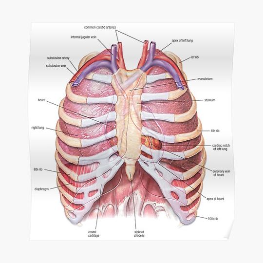 Discover Chest Anatomy - Human Body Premium Matte Vertical Poster