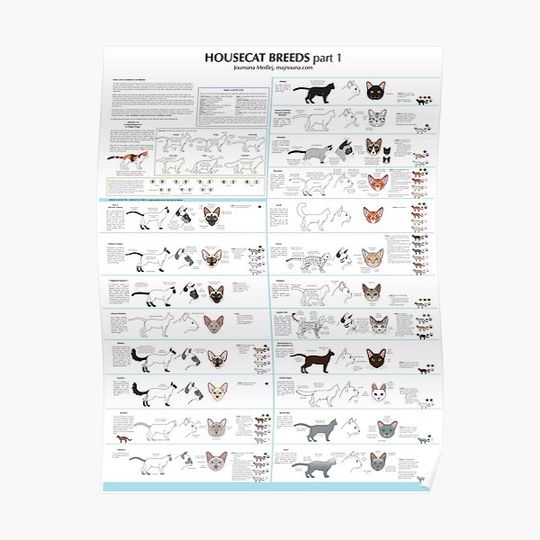 Discover Housecat Breeds part 1 Premium Matte Vertical Poster