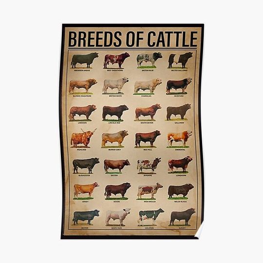 Discover Breeds Of Cattle Poster Premium Matte Vertical Poster