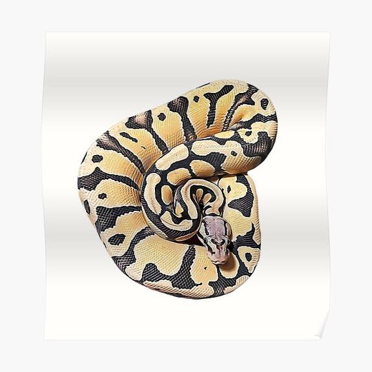 Discover Ball Python-  Desert Ghost Clown Pied Morph Premium Matte Vertical Poster