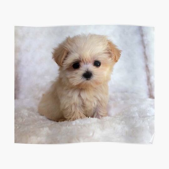 Discover Cute Puppy Premium Matte Vertical Poster