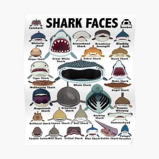 Discover Types Of Shark Identification Premium Matte Vertical Poster