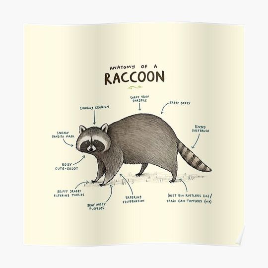 Discover Anatomy of a Raccoon Premium Matte Vertical Poster