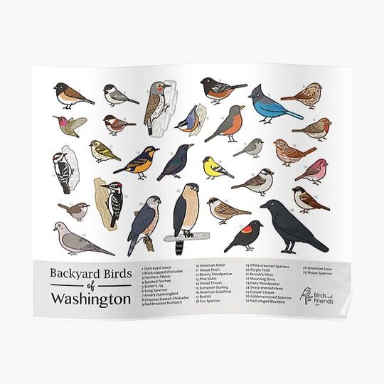Discover Washington State - Backyard Birds of Washington Field Guide Print - Bird Art - BirdsandFriends.co Premium Matte Vertical Poster