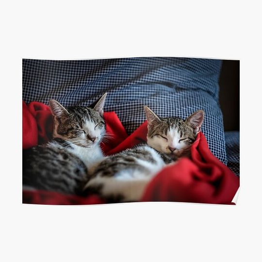 Discover cat lovers  pretty kitten Premium Matte Vertical Poster