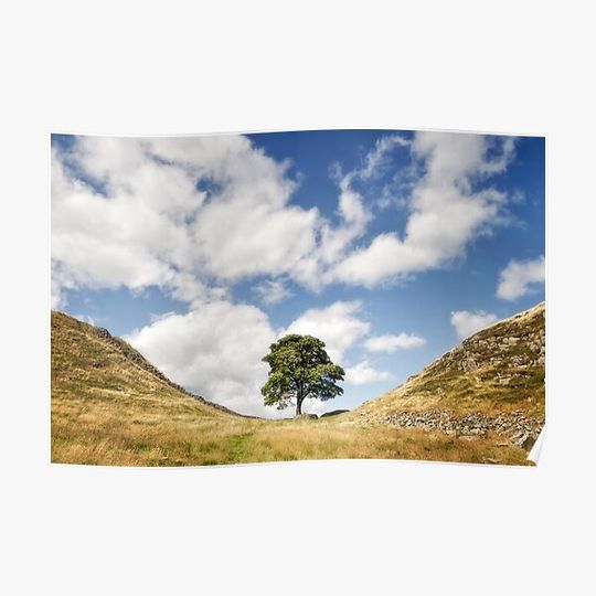 Discover Sycamore Gap, Hadrian's Wall Premium Matte Vertical Poster