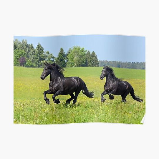 Discover Friesian horses Premium Matte Poster