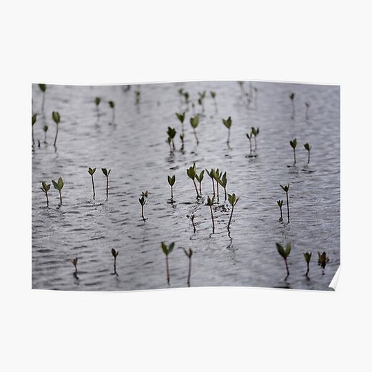 Discover Bog Bean plants in moody grey water Premium Matte Vertical Poster