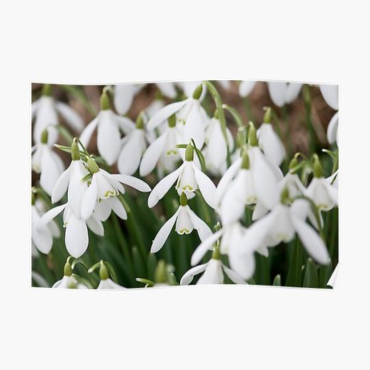 Discover Spring is on us  - Snowdrops - ( Galanthus ) Premium Matte Vertical Poster
