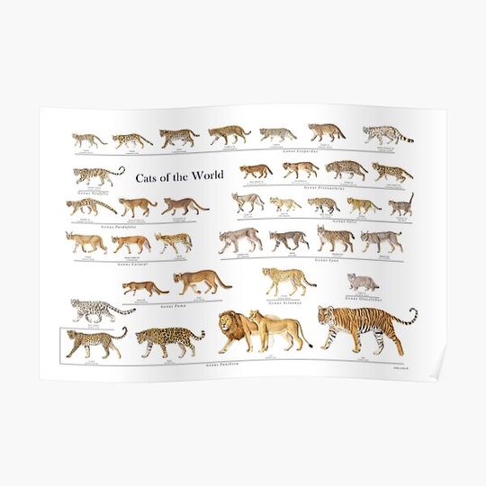 Discover Cats of the World Premium Matte Vertical Poster